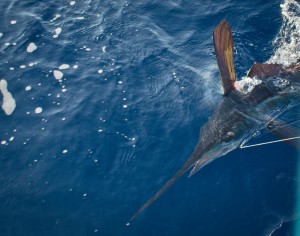 Underwater Video of a Marlin Swimming Under Boat