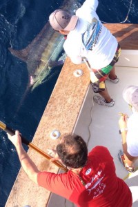 Monster Blue Marlin Caught Released