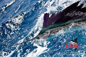 Once-in-a-lifetime white marlin run seen off Virginia