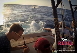 Marlin Caught on The Rebel