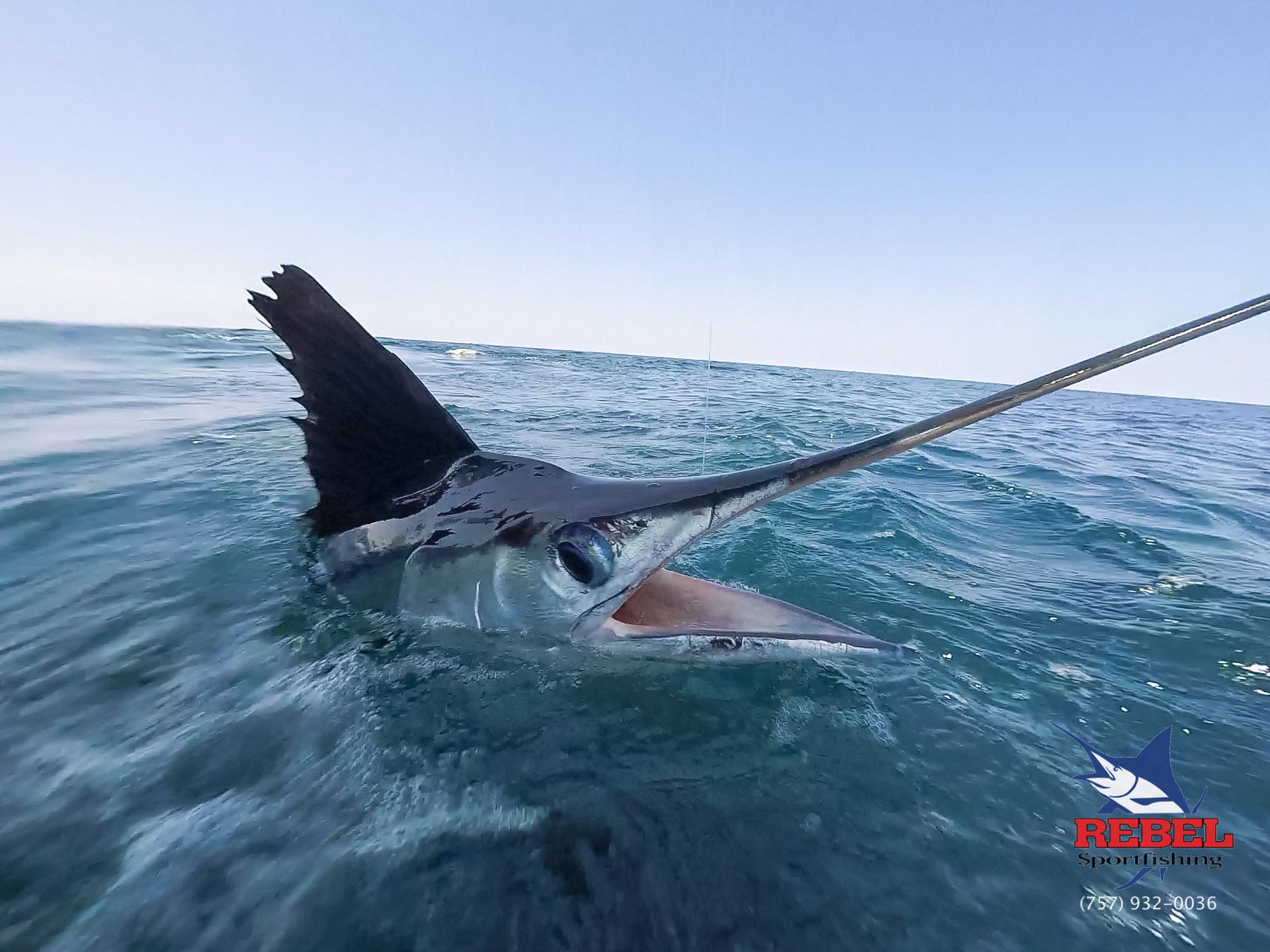 Fishing Charters Virginia Beach Marlin Underwater